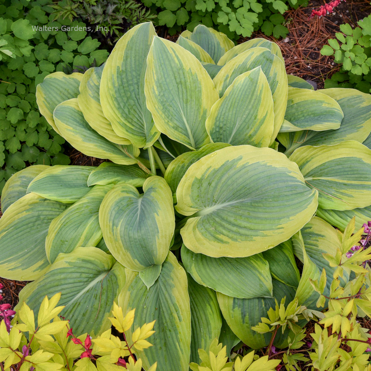 Hosta 'Chance Encounter'