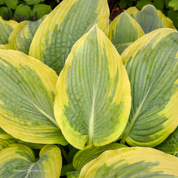 Hosta 'Chance Encounter' leaf