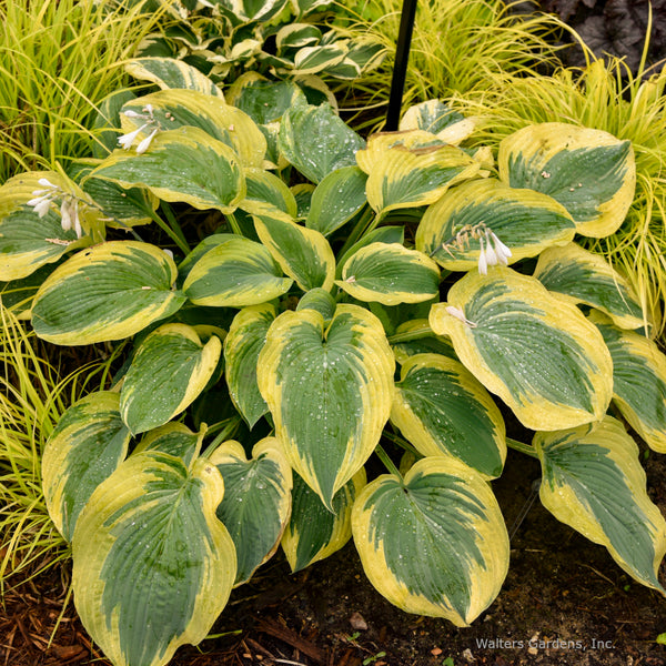 Hosta 'Chance Encounter'