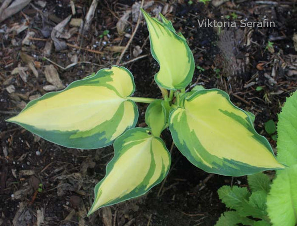 Hosta 'Cherokee'