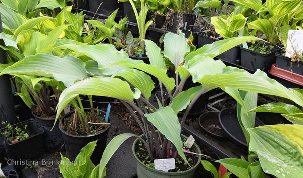 Hosta 'Chris' Blushing Neptune'