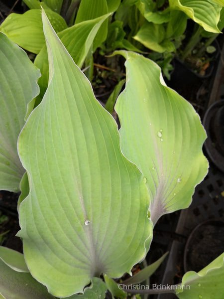 Hosta 'Chris' Blushing Neptune' leaf