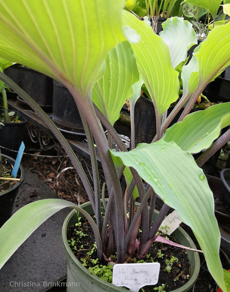 Hosta 'Chris' Blushing Neptune' petioles