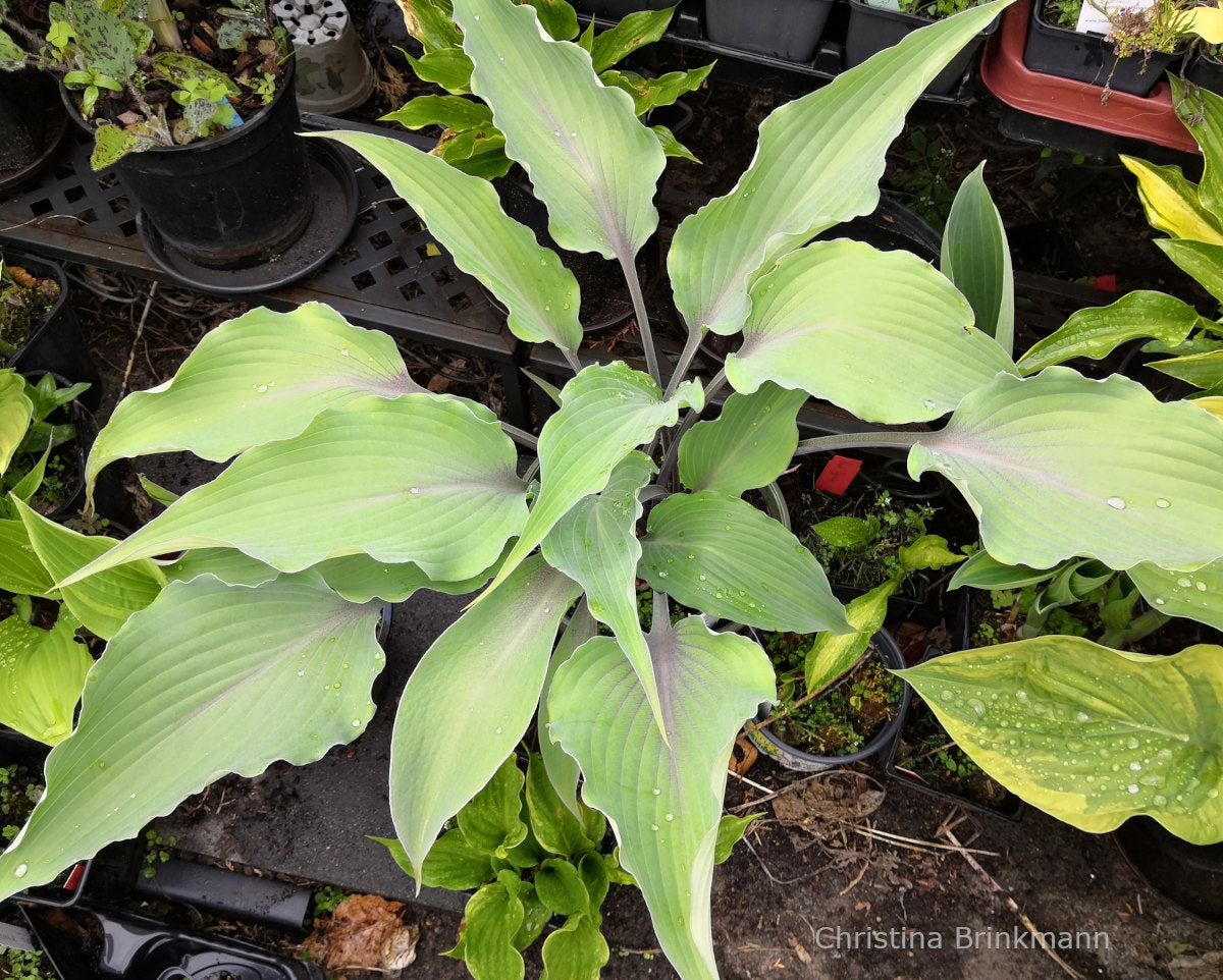 Hosta 'Chris' Blushing Neptune'