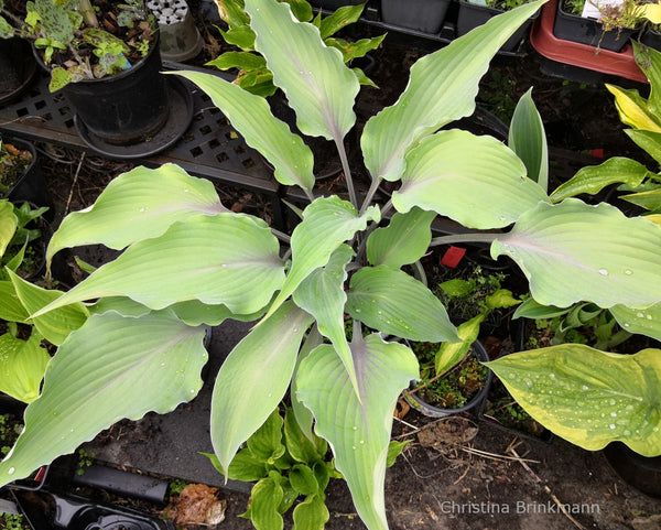 Hosta 'Chris' Blushing Neptune'