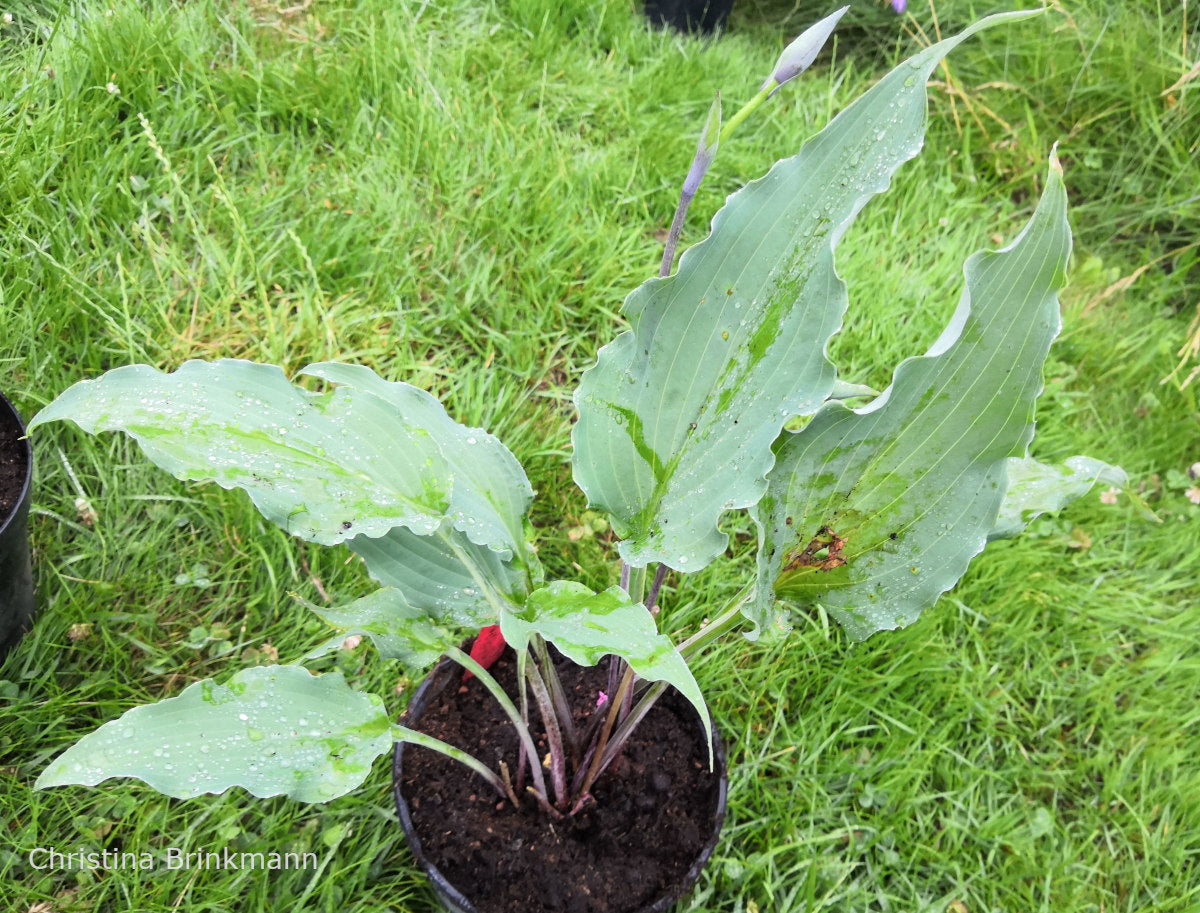 Hosta 'Chris' Flying Circus'