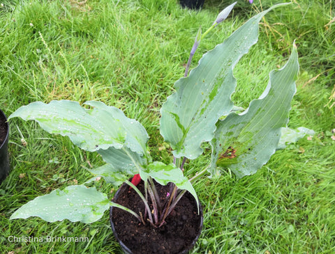 Hosta 'Chris' Flying Circus'