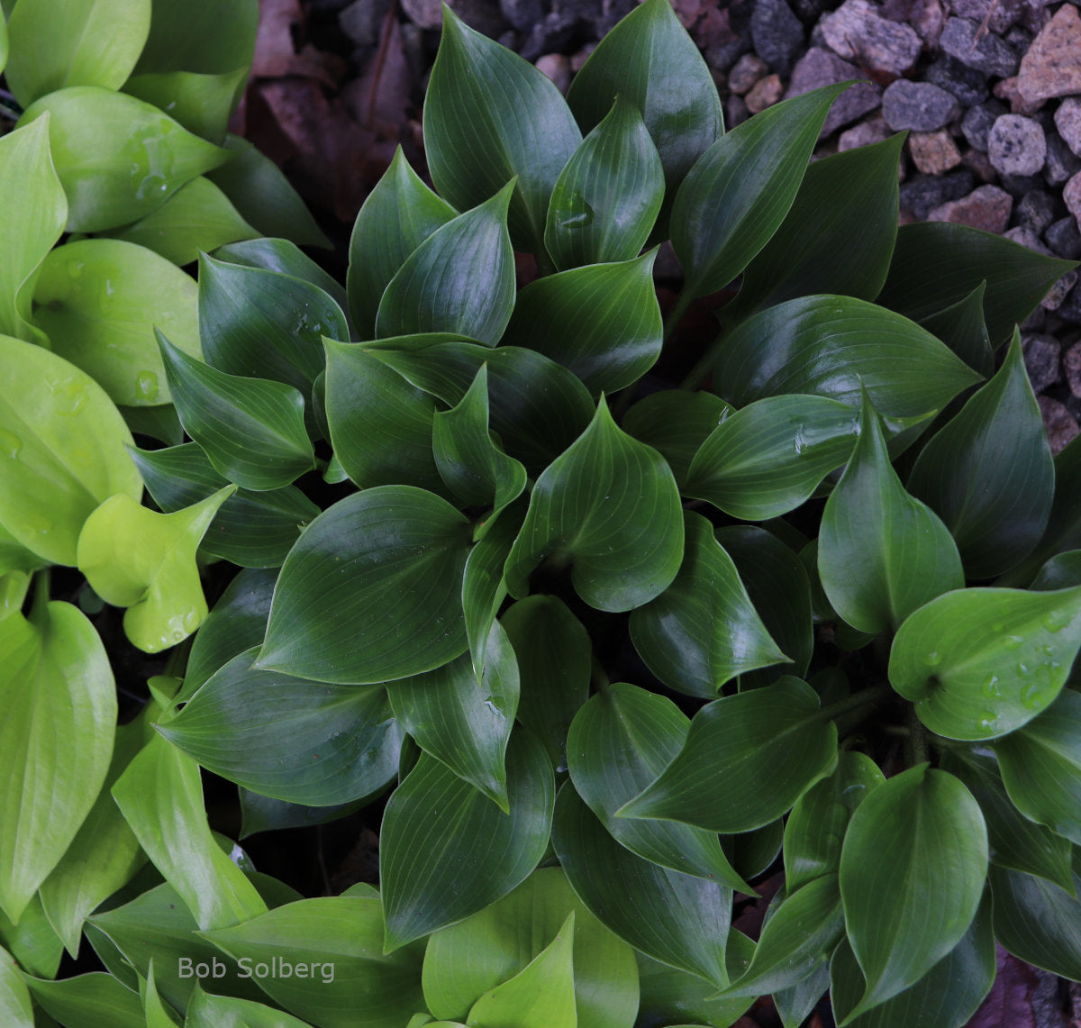 Hosta 'Christine's Joy'