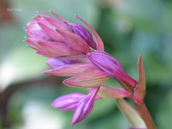 Hosta 'Cloud Illusions' flower buds