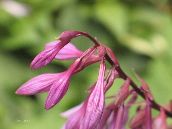 Hosta 'Cloud Illusions' buds