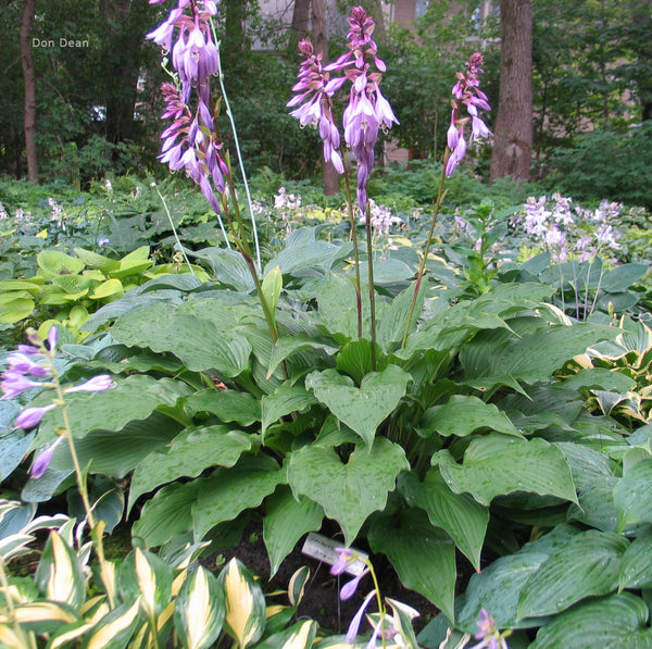 Hosta 'Cloud Illusions'