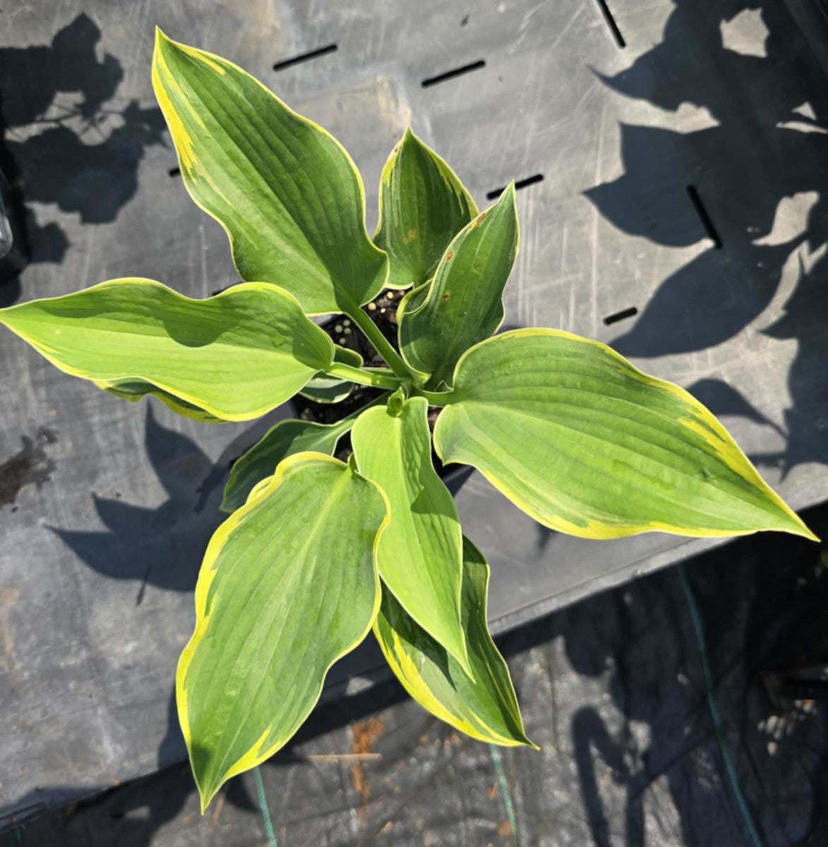 Hosta 'Coastal Discus Fish'