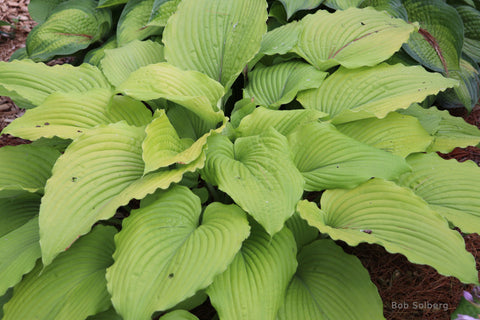 Hosta 'Combined Elegance'