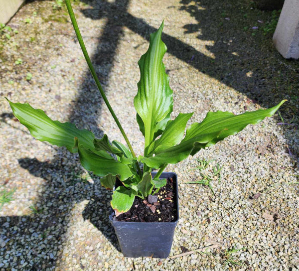 Hosta 'Contortionist'