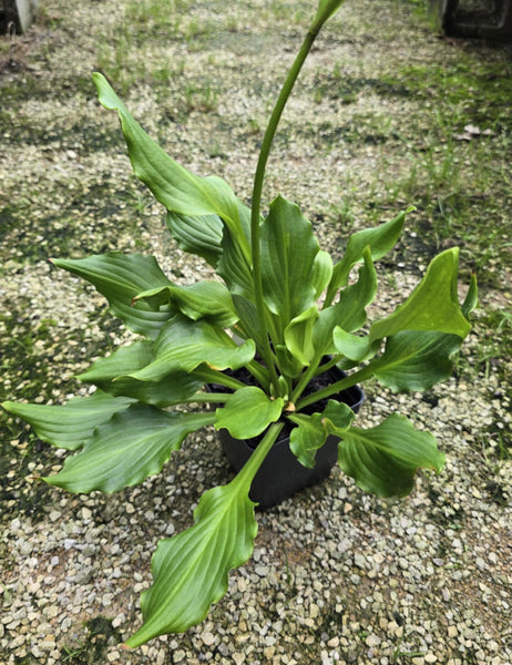 Hosta 'Contortionist'