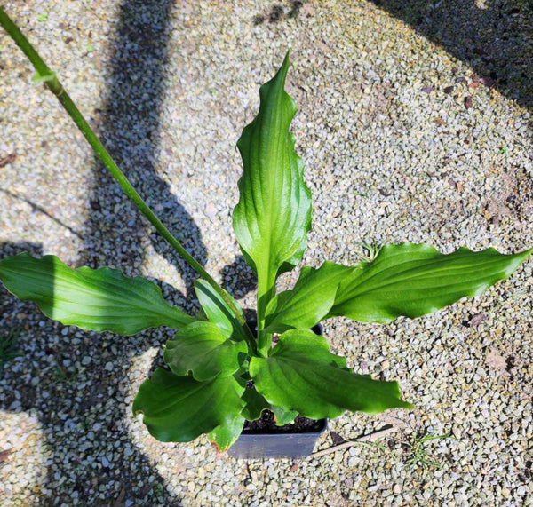 Hosta 'Contortionist'