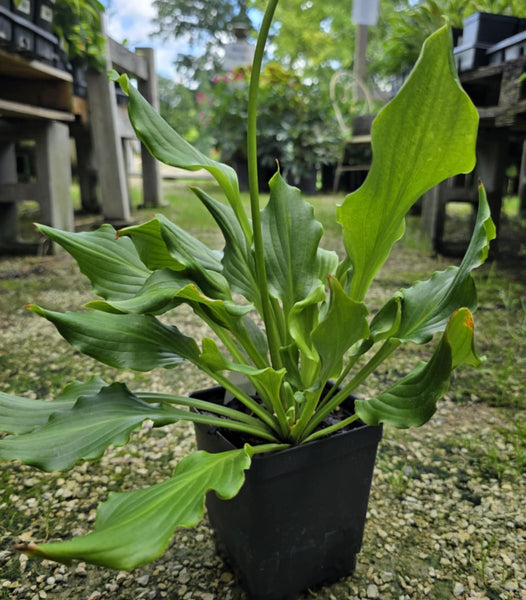 Hosta 'Contortionist'