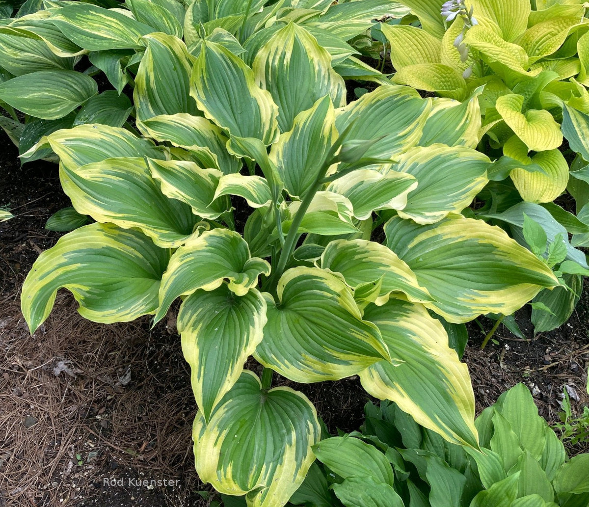 Hosta 'Cosmic Dazzler'