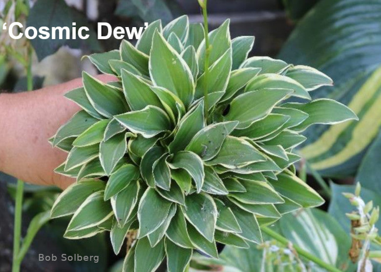 Hosta 'Cosmic Dew'