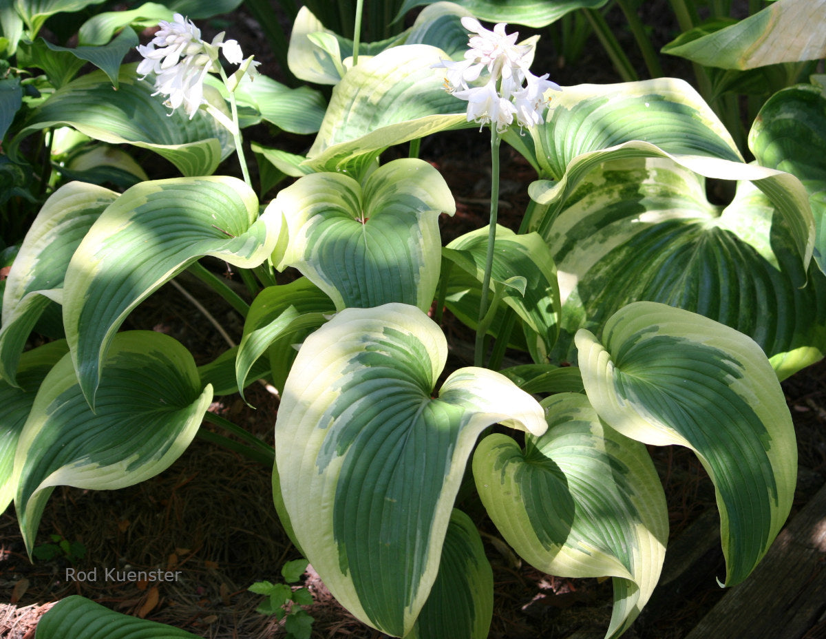Hosta 'Cosmic Lunar Snow'
