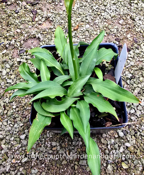 Hosta 'Cowlick'