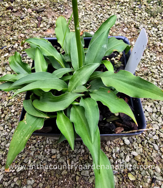 Hosta 'Cowlick'