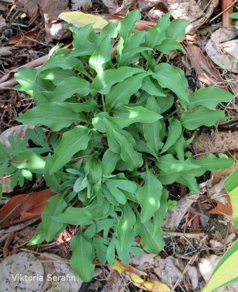 Hosta 'Cowlick'