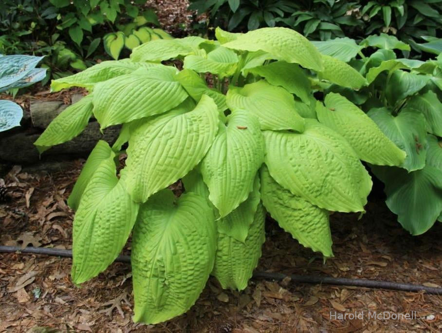 Hosta 'Dahlonega'