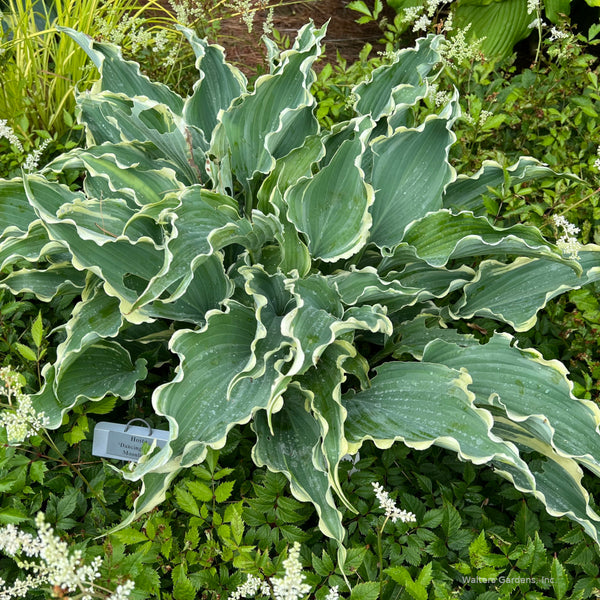 Hosta 'Dancing in the Moonlight'