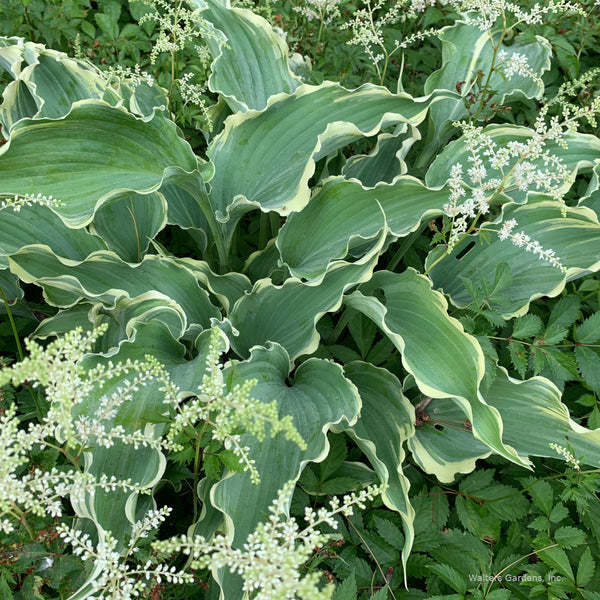 Hosta 'Dancing in the Moonlight'