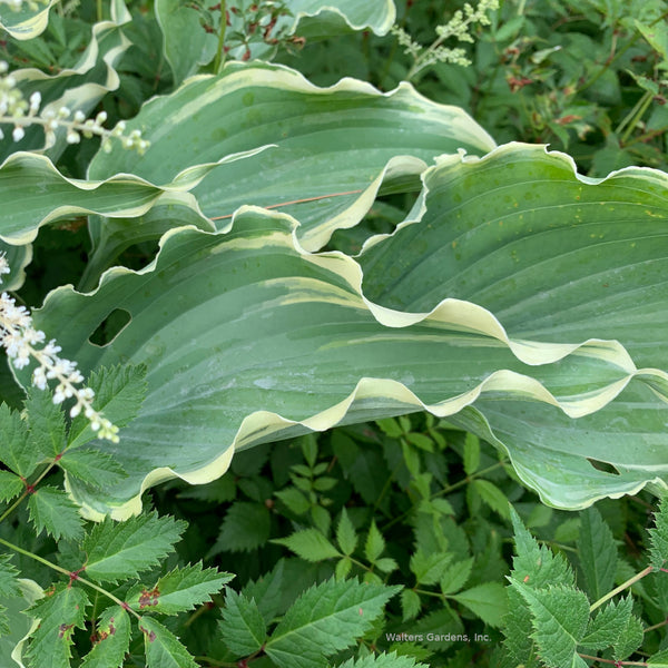 Hosta 'Dancing in the Moonlight' leaf