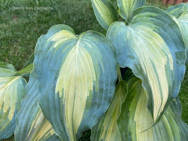 Hosta 'Dressed To Kill' leaves