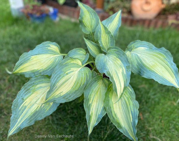 Hosta 'Dressed To Kill'