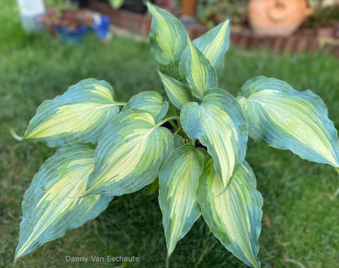 Hosta 'Dressed To Kill'