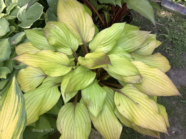 Hosta 'Electric Fire'
