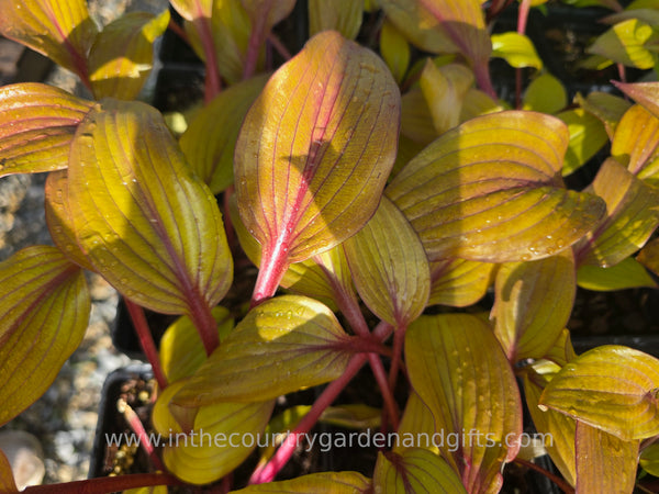 Hosta 'Electric Fire'