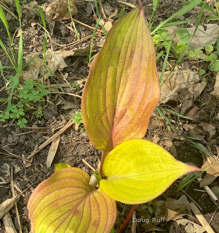 Hosta 'Electric Fire'