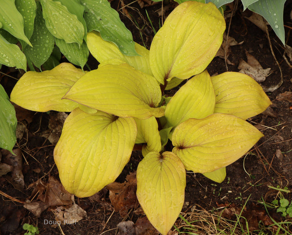 Hosta 'Electric Fire'
