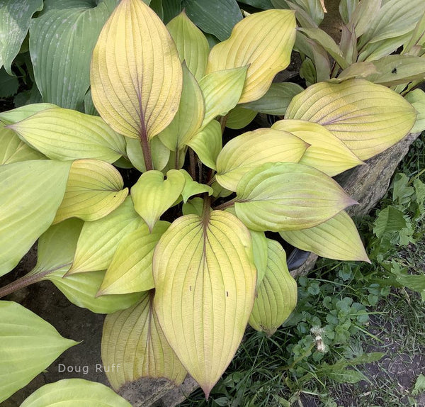 Hosta 'Electric Fire'