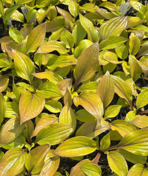 Hosta 'Electric Fire'