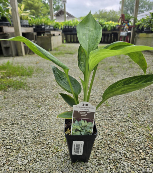 Hosta 'Emperor's New Clothes'