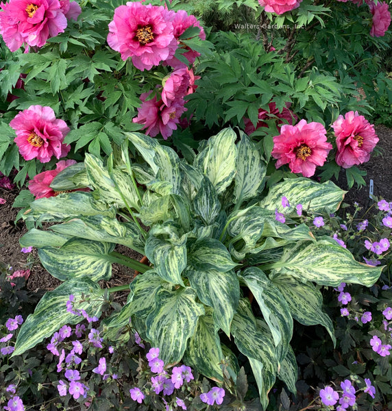 Hosta 'Emperor's New Clothes'