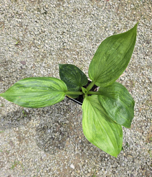 Hosta 'Emperor's New Clothes'