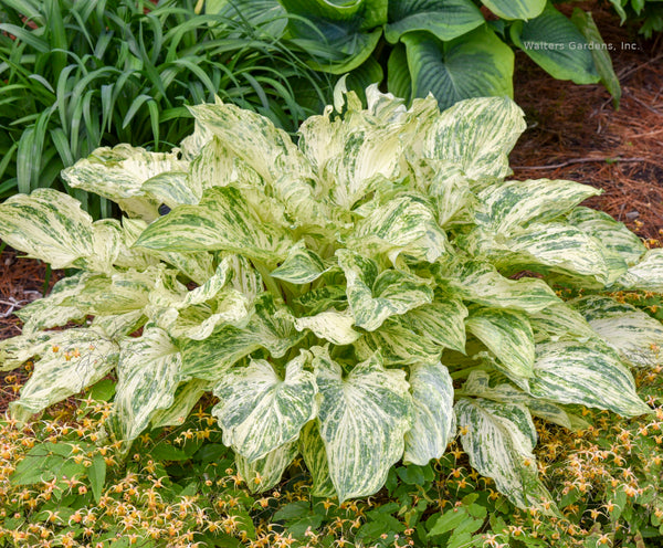 Hosta 'Emperor's New Clothes'