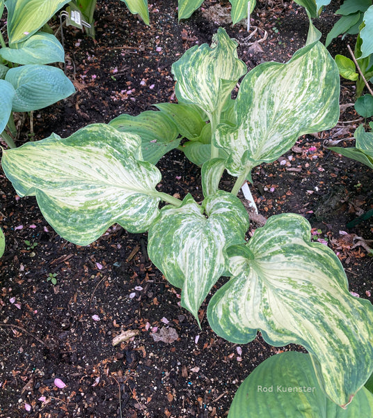 Hosta 'Emperor's New Clothes' in a garden
