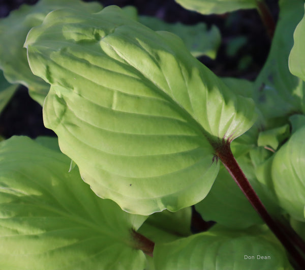 Hosta 'Endless Gift' leaf