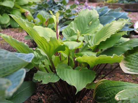 Hosta 'Endless Gift'