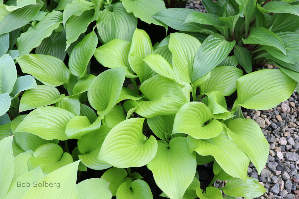 Hosta 'Even Better'