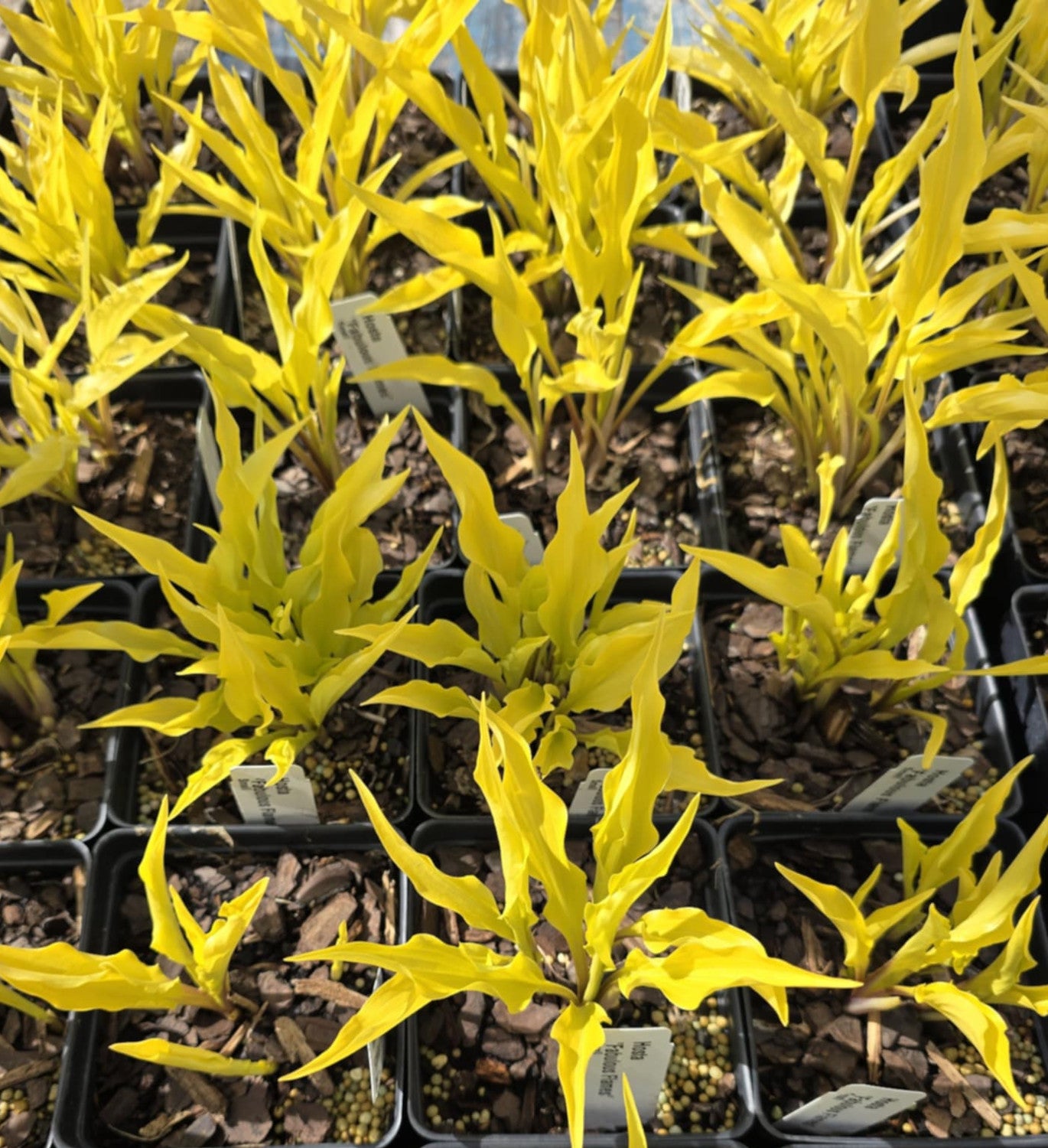 Hosta 'Fabulous Flames'