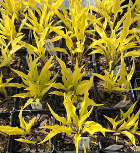 Hosta 'Fabulous Flames'